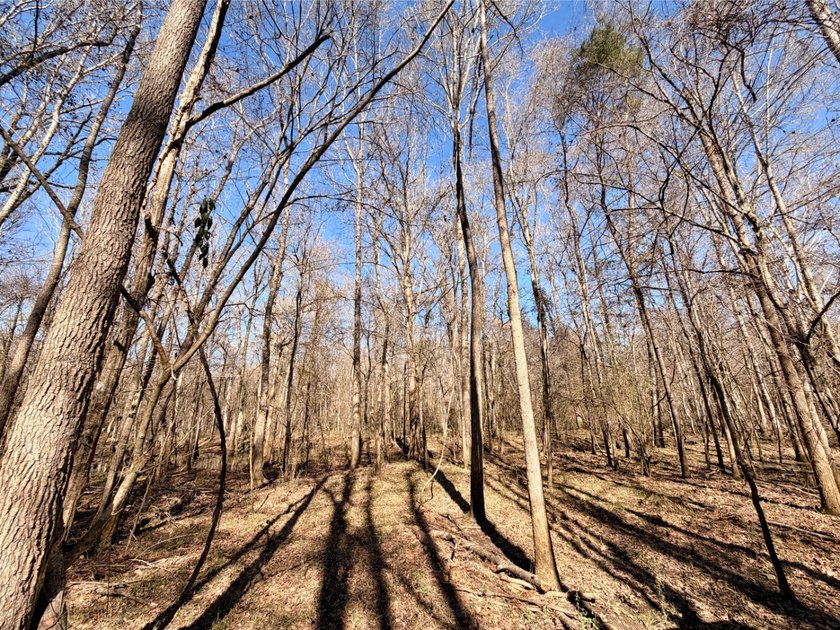 This waterfront timber and hunting investment offers a lot - photo 27