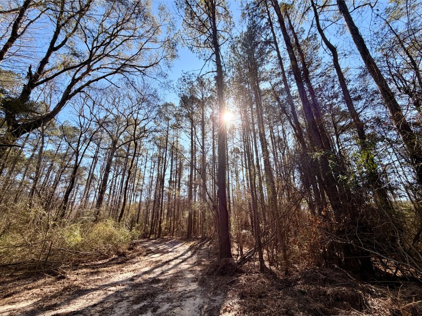 This waterfront timber and hunting investment offers a lot - photo 28