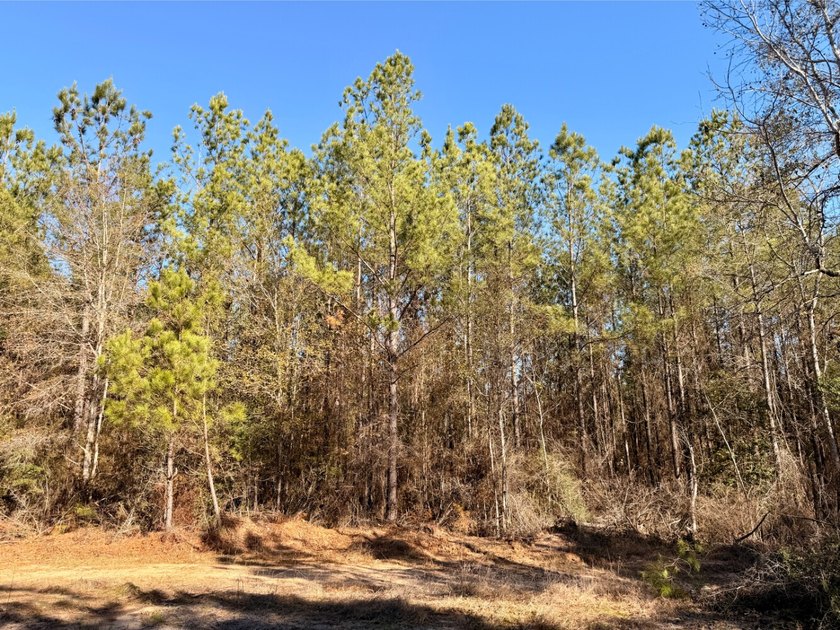 This waterfront timber and hunting investment offers a lot - photo 32
