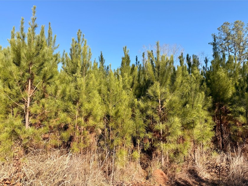 This waterfront timber and hunting investment offers a lot - photo 33