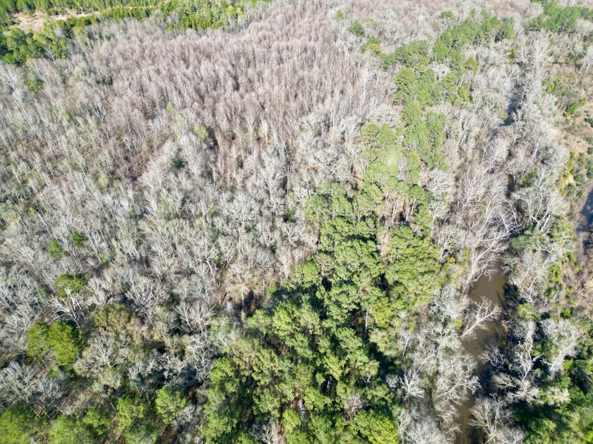 This waterfront timber and hunting investment offers a lot - photo 37
