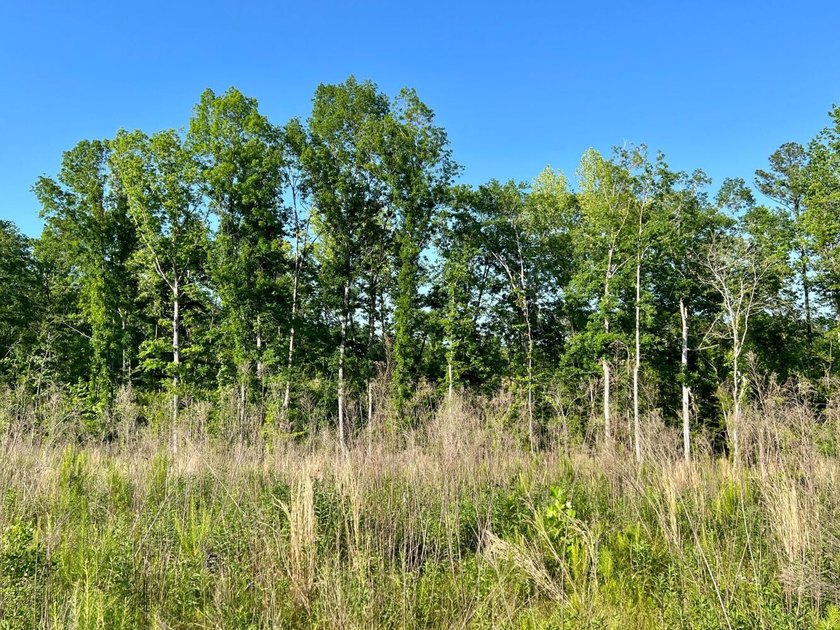 This waterfront timber and hunting investment offers a lot - photo 40