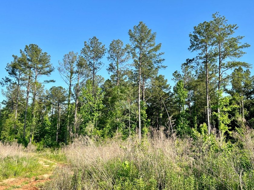 This waterfront timber and hunting investment offers a lot - photo 42