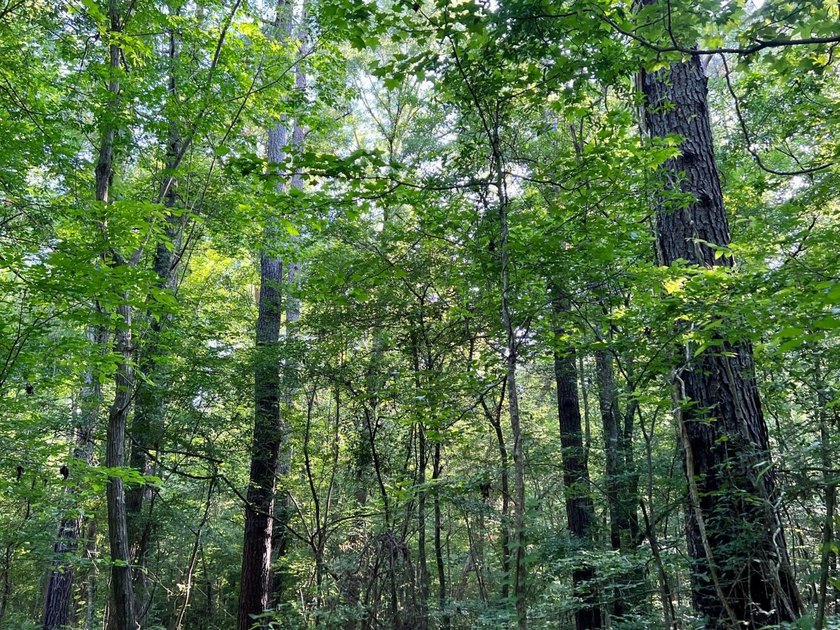 This waterfront timber and hunting investment offers a lot - photo 43