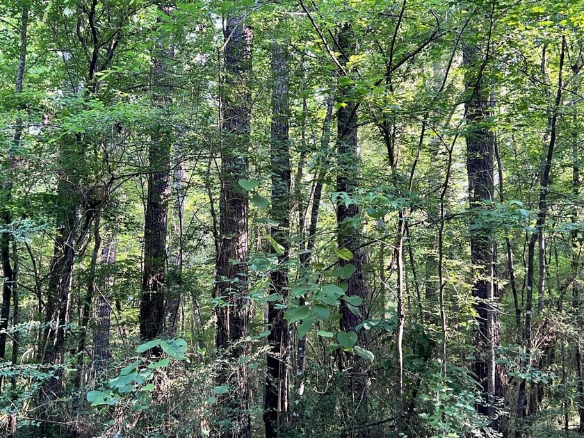 This waterfront timber and hunting investment offers a lot - photo 44
