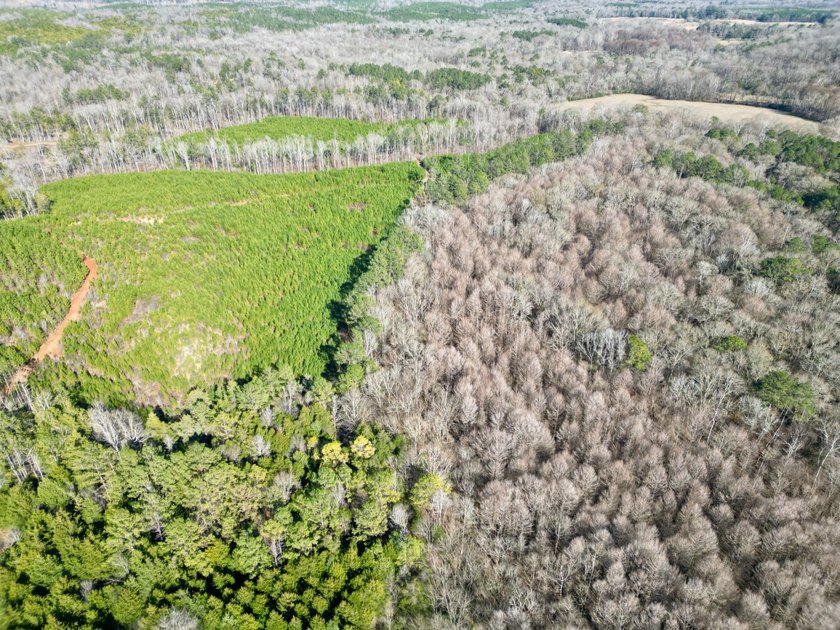 This waterfront timber and hunting investment offers a lot - photo 45