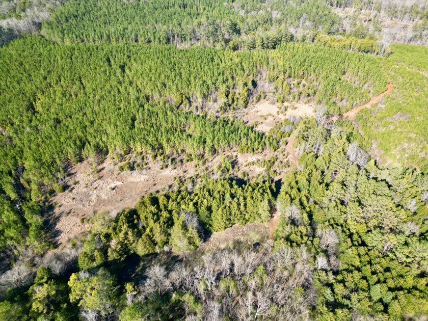 This waterfront timber and hunting investment offers a lot - photo 46