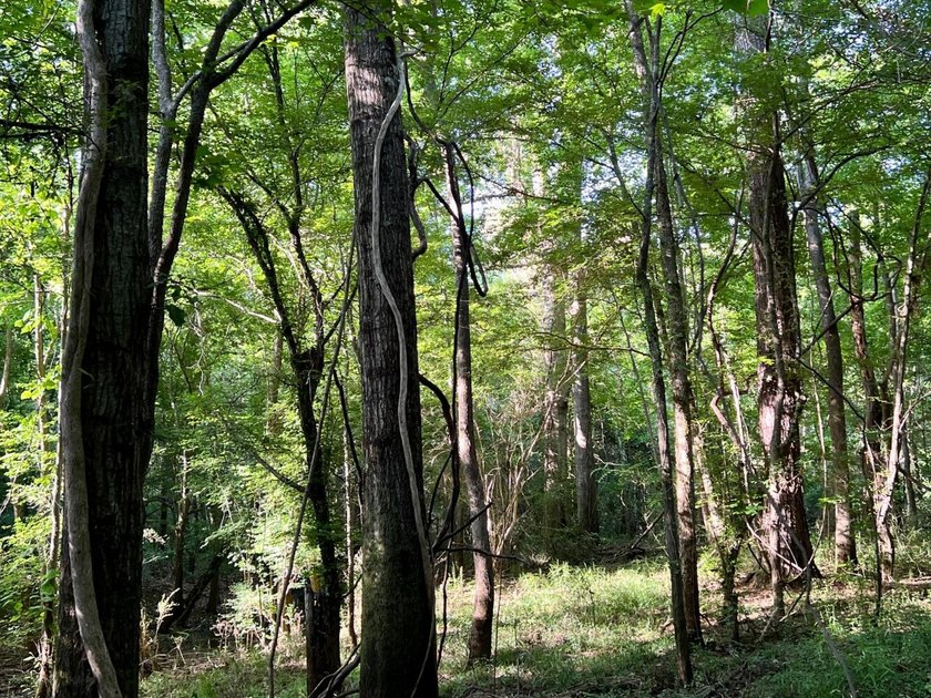 This waterfront timber and hunting investment offers a lot - photo 48