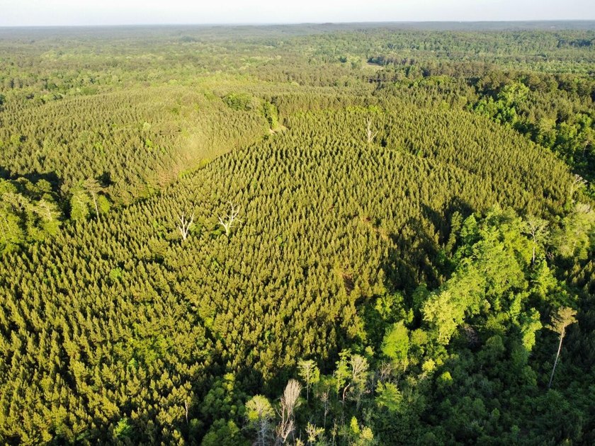 This waterfront timber and hunting investment offers a lot - photo 50
