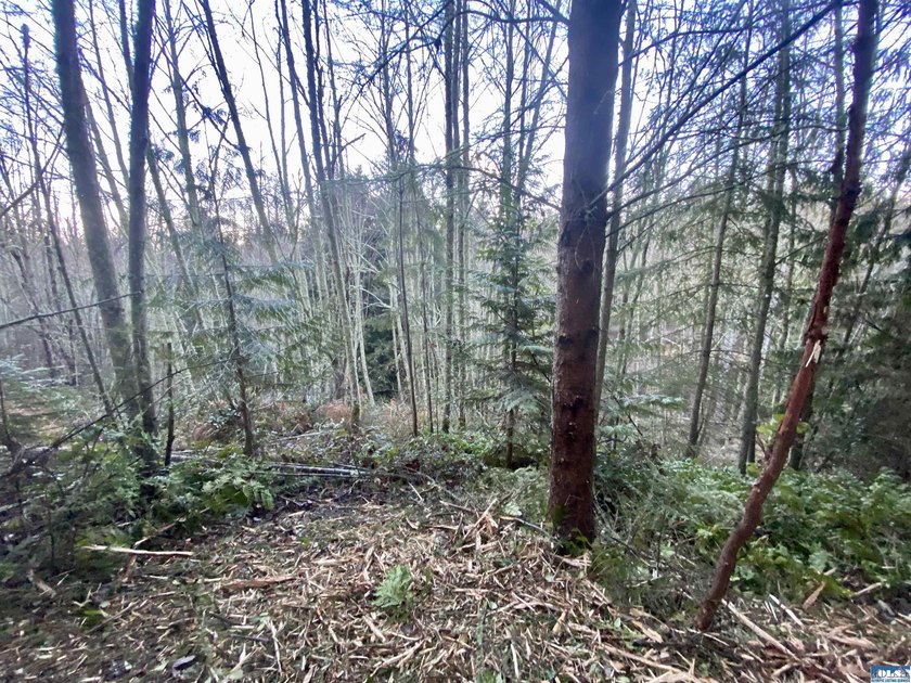 Rare and beautiful peaceful 2.6-acre cleared to build with - photo 15