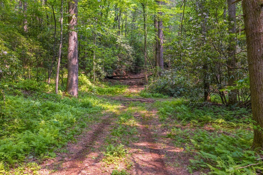 Beautifully wooded 5.83+/- gently rolling acres that adjoin the - photo 6