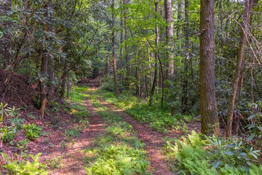 Beautifully wooded 5.83+/- gently rolling acres that adjoin the - photo 8