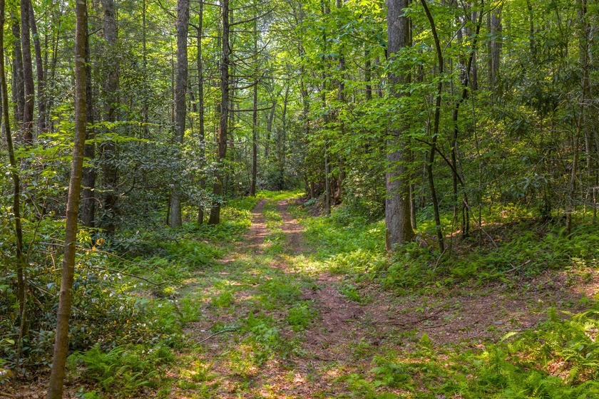 Beautifully wooded 5.83+/- gently rolling acres that adjoin the - photo 9