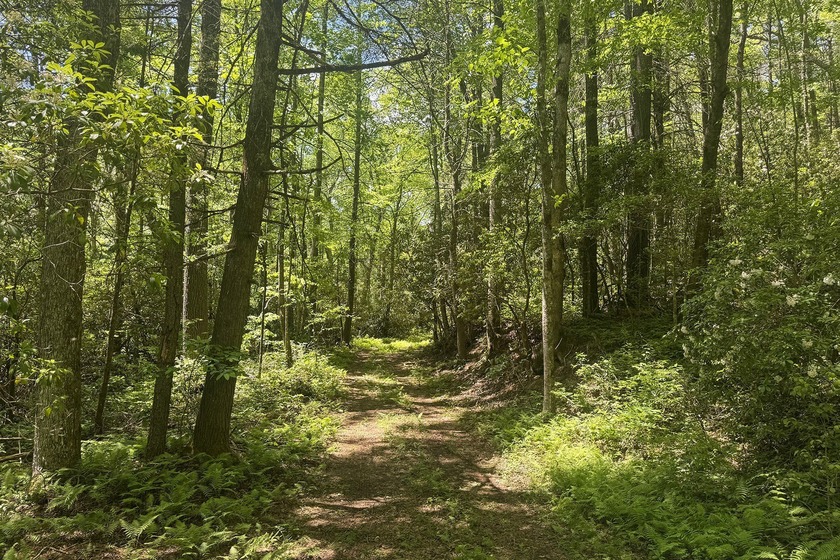 Beautifully wooded 5.83+/- gently rolling acres that adjoin the - photo 10