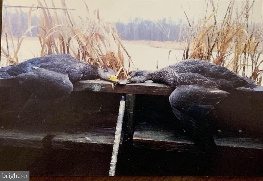 ONCE IN A LIFETIME BIG BUCK FARM PLUS GEESE, WOOD DUCKS AND - photo 11