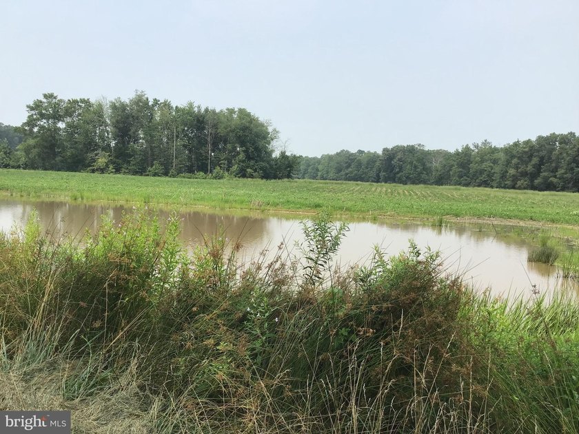 ONCE IN A LIFETIME BIG BUCK FARM PLUS GEESE, WOOD DUCKS AND - photo 12