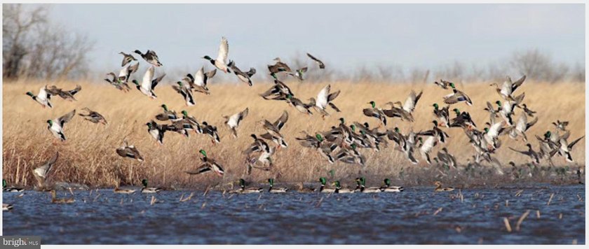 ONCE IN A LIFETIME BIG BUCK FARM PLUS GEESE, WOOD DUCKS AND - photo 13