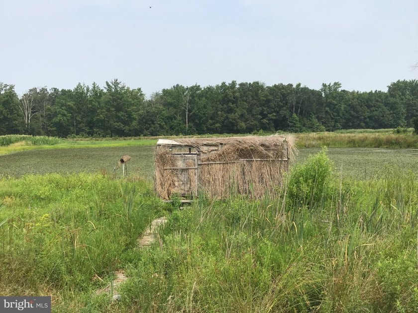 ONCE IN A LIFETIME BIG BUCK FARM PLUS GEESE, WOOD DUCKS AND - photo 33