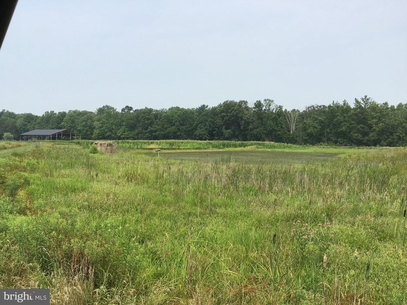 ONCE IN A LIFETIME BIG BUCK FARM PLUS GEESE, WOOD DUCKS AND - photo 34