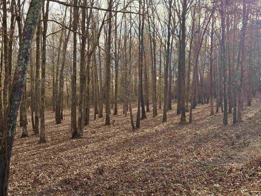 3.10 acres, lakefront that backs up to US Army Corp. of - photo 8