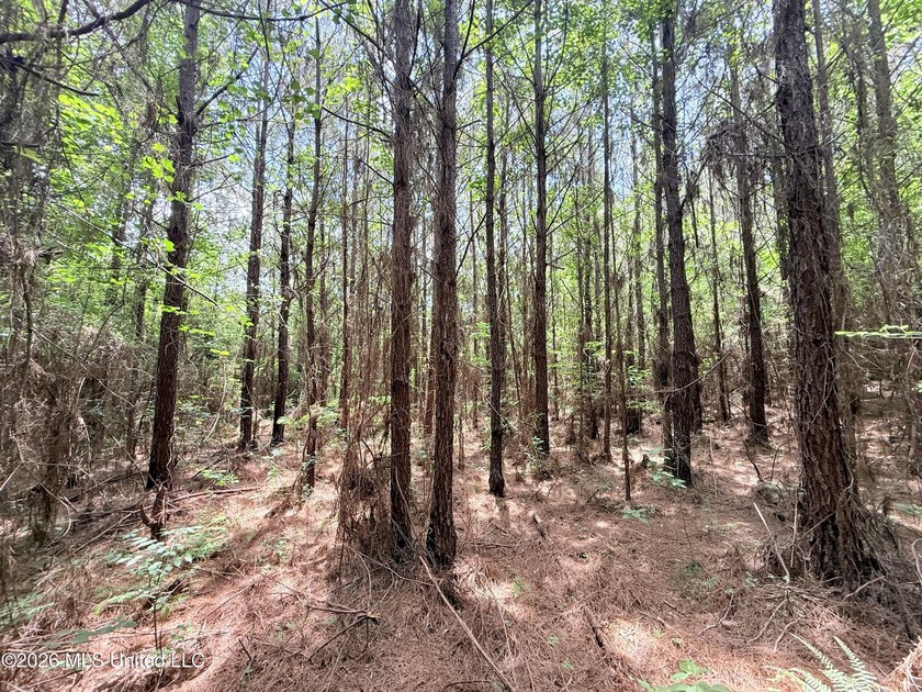 This beautiful 53.3-acre property is located in Summit - photo 11