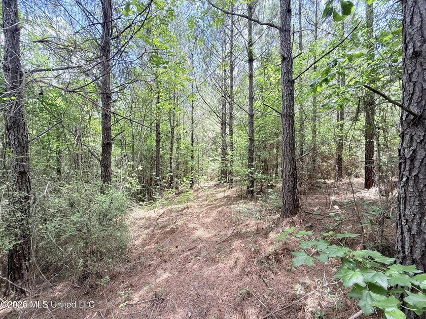 This beautiful 53.3-acre property is located in Summit - photo 19