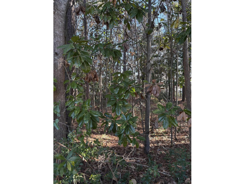 This listing (Lot 6) is for one buildable lot in the heart of - photo 9