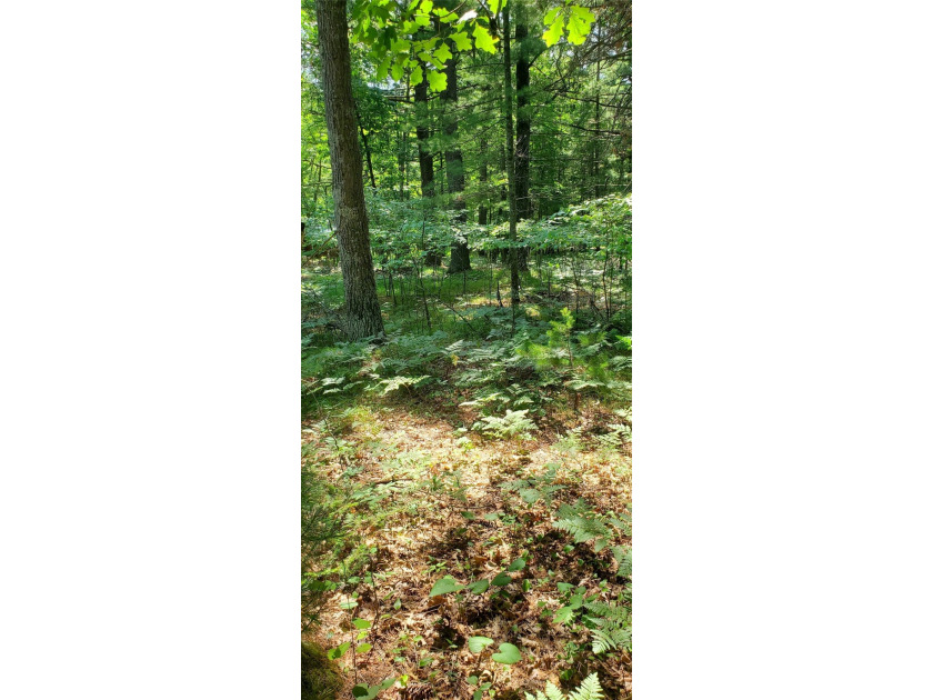 Beautiful wooded Chippewa River lot for your private get-away - photo 5