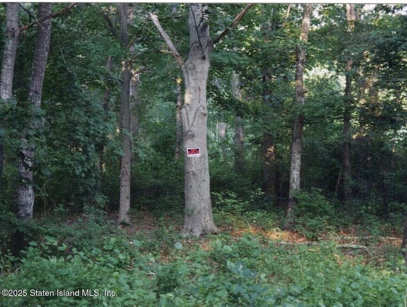 LAND FOR SALE: 125' X 101' (.29 acres) build-able flat parcel of - photo 3