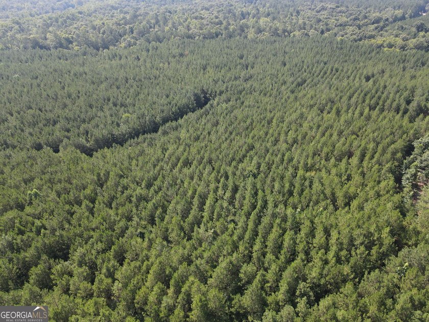 Georgia Premier RE Advisors is pleased to present 50 acres in - photo 8