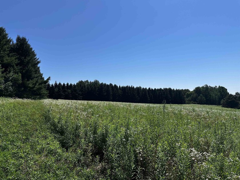 This 10 acres is well suited for building an executive retreat - photo 7