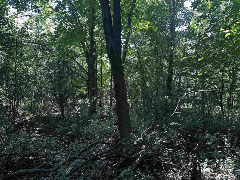 This 20 acres is almost fully wooded and consists of mainly - photo 3