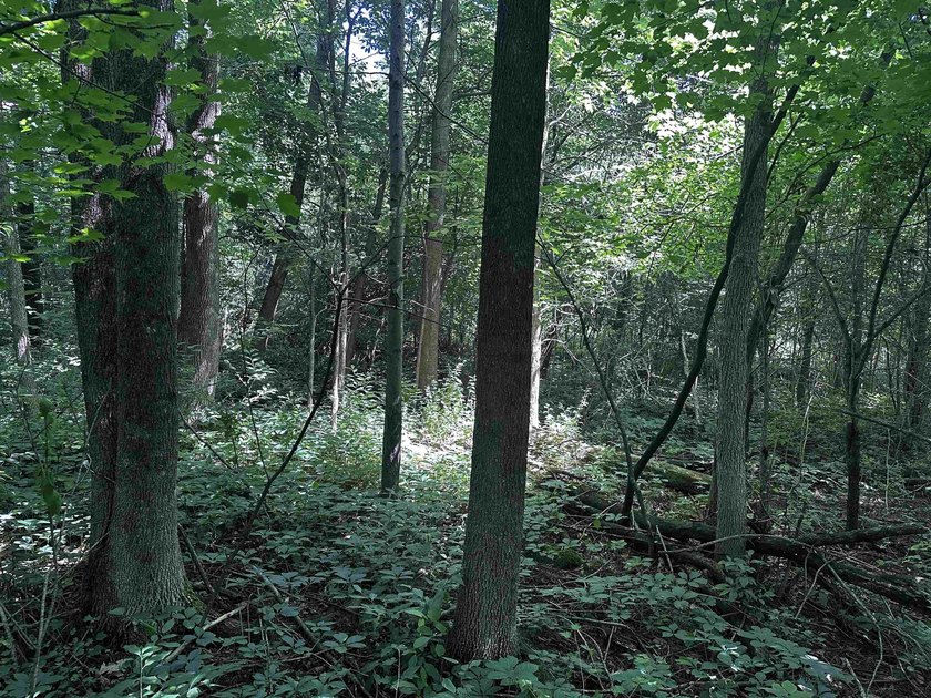 This 20 acres is almost fully wooded and consists of mainly - photo 4