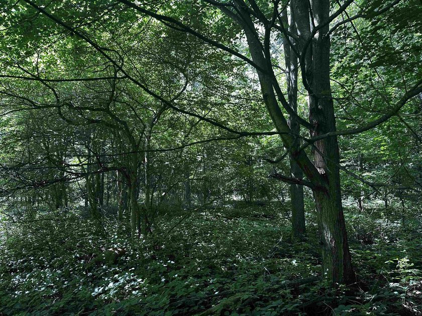 This 20 acres is almost fully wooded and consists of mainly - photo 5