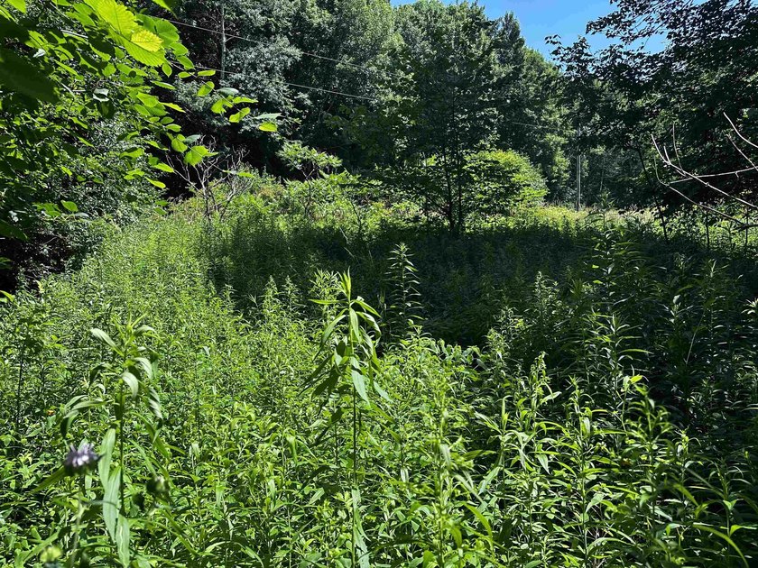 This 20 acres is almost fully wooded and consists of mainly - photo 7