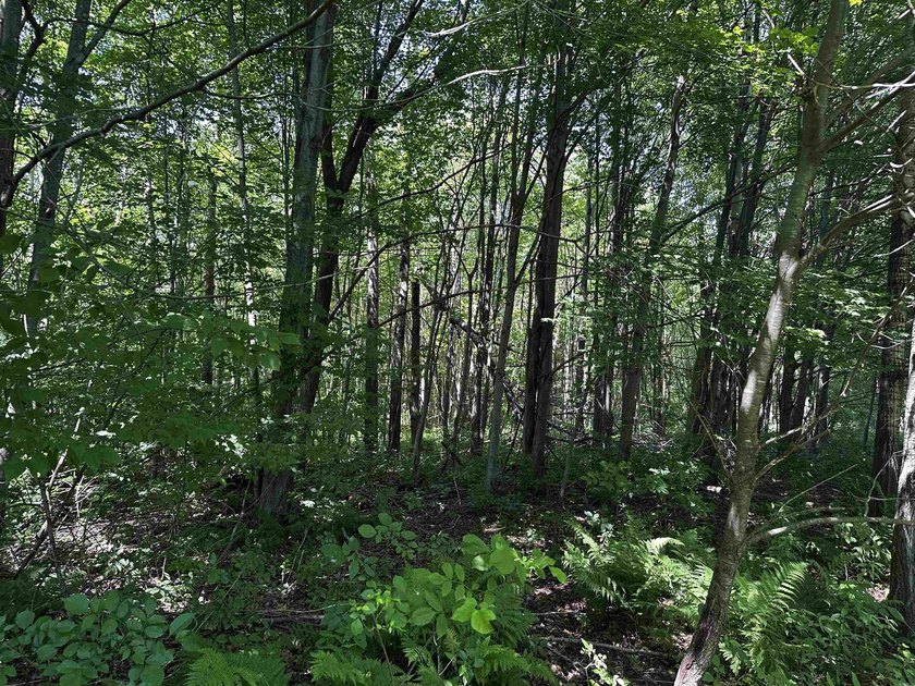 This 20 acres is almost fully wooded and consists of mainly - photo 9