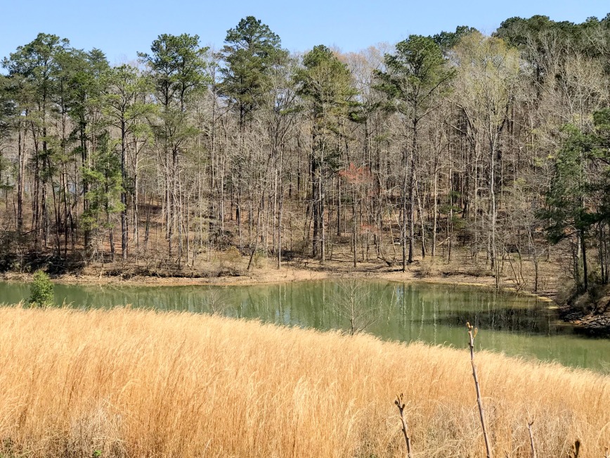 Lot 6 Sipsey Shores, Jasper, AL 35503, 579036