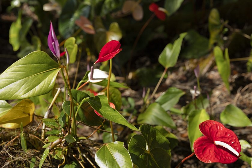 Tucked away in the cool, serene climate of Volcano, this newly - photo 29