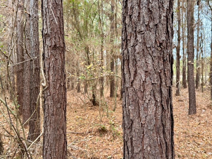 This is one of the rarest riverfront tracts to hit the market in - photo 23