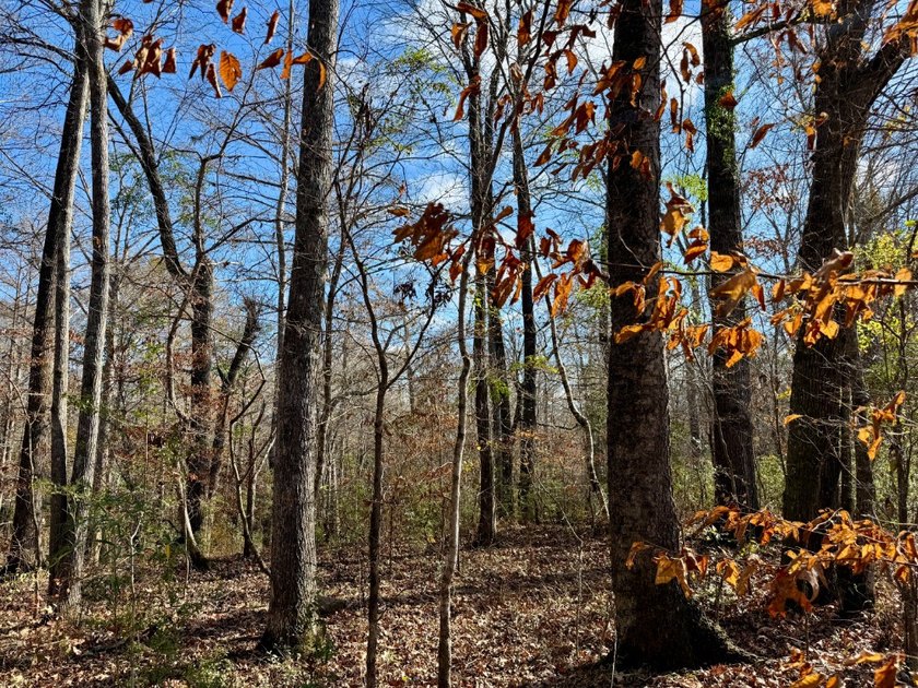 This is one of the rarest riverfront tracts to hit the market in - photo 24