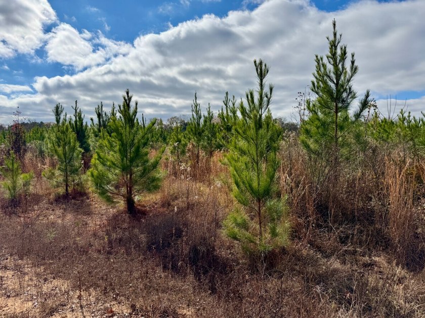 This is one of the rarest riverfront tracts to hit the market in - photo 42