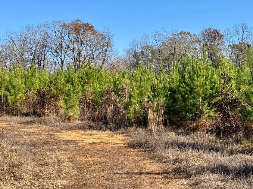 This is one of the rarest riverfront tracts to hit the market in - photo 44