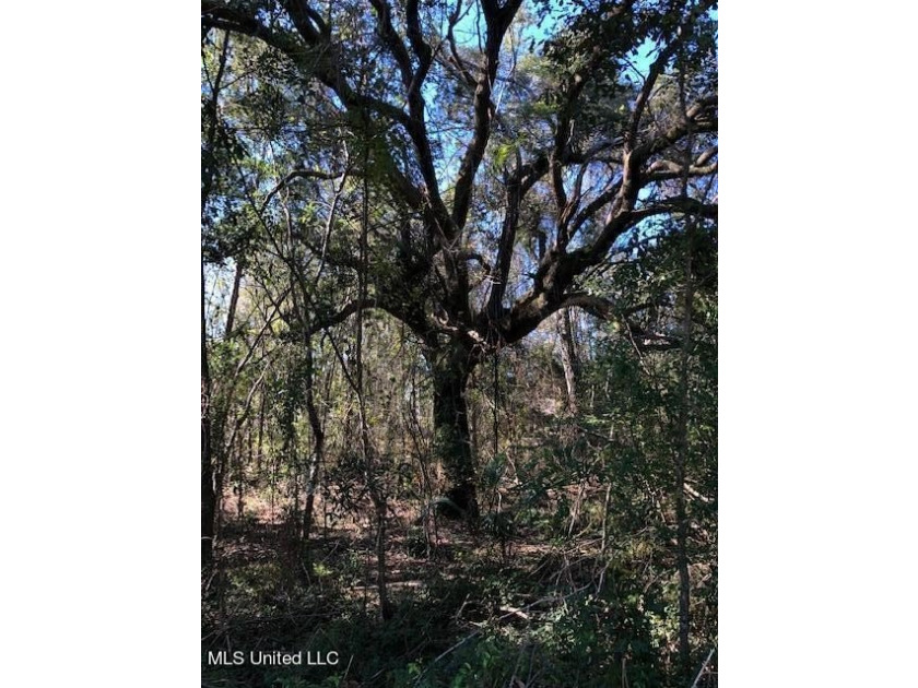 Beautiful corner lot with large established live oak and water - photo 5