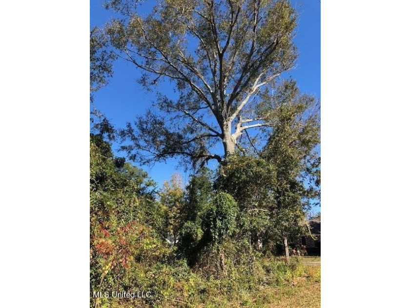 Beautiful corner lot with large established live oak and water - photo 6
