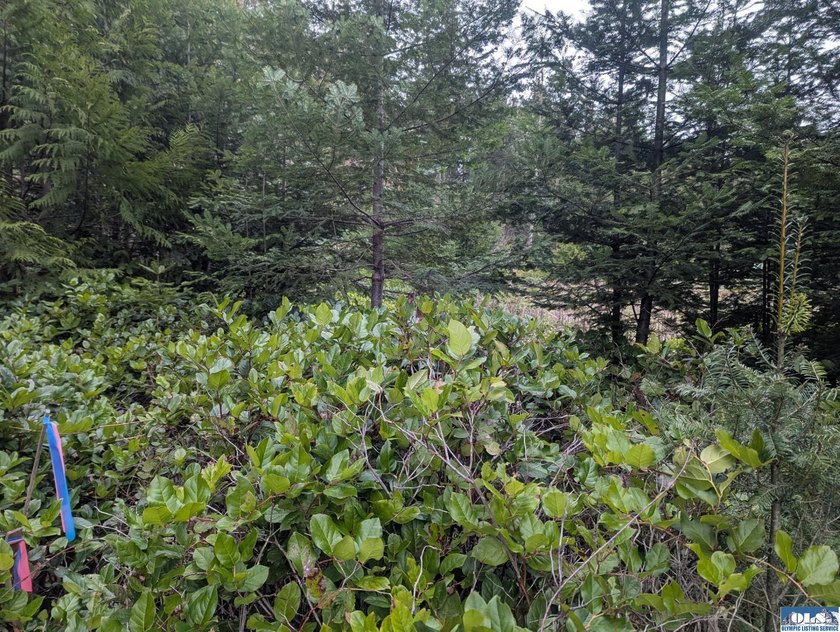 1.08-acre build-ready lot with water already connected! Treed - photo 11