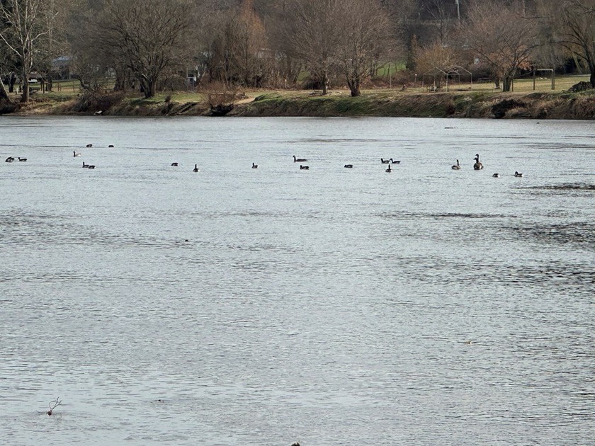 NEW RIVER waterfront land for sale ~ 10.69 acres, buildable - photo 4