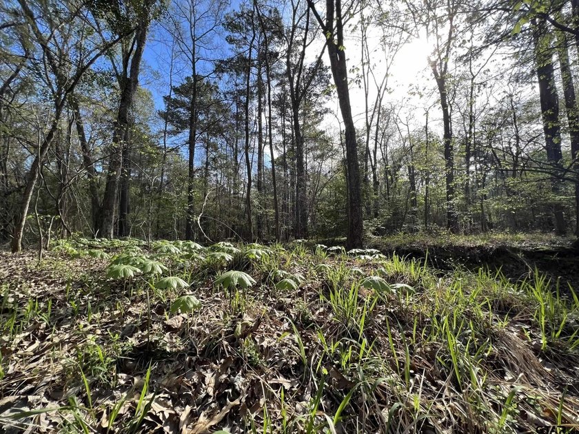 East Texas rural land for sale in Smith County. 74.586 acres of - photo 3