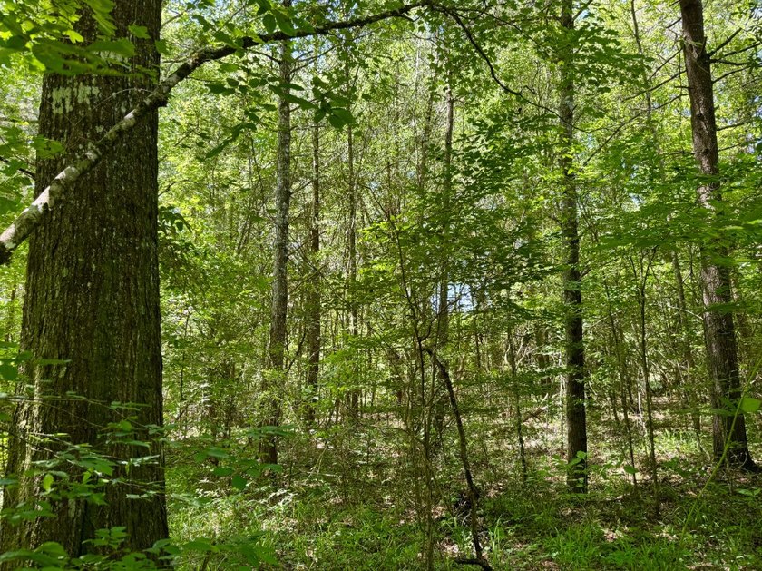 If you're looking for a ready-to-hunt, easy-to-enjoy property in - photo 43