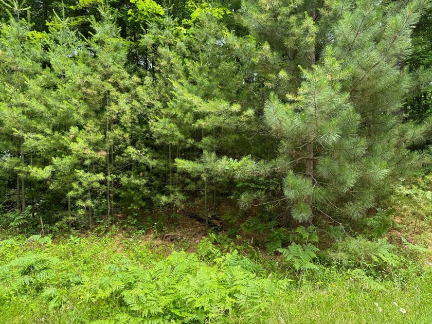 Build your dream lake home or Northwoods retreat on beautiful - photo 8