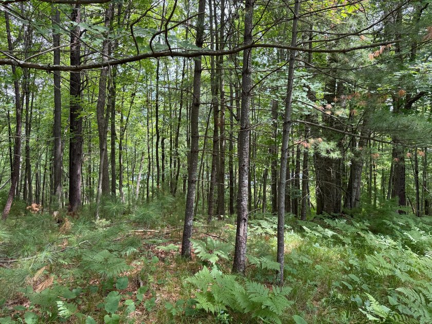 Build your dream lake home or Northwoods retreat on beautiful - photo 9